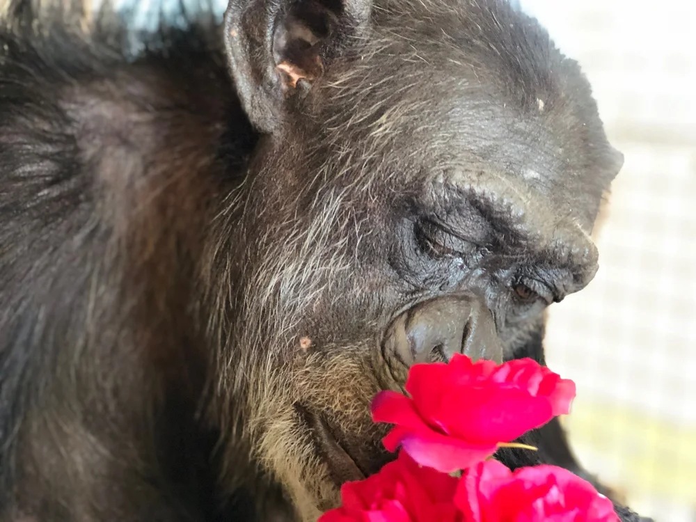 September+Flower.jpeg?format=1000w